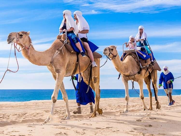 Picture of Camel Ride Cactus