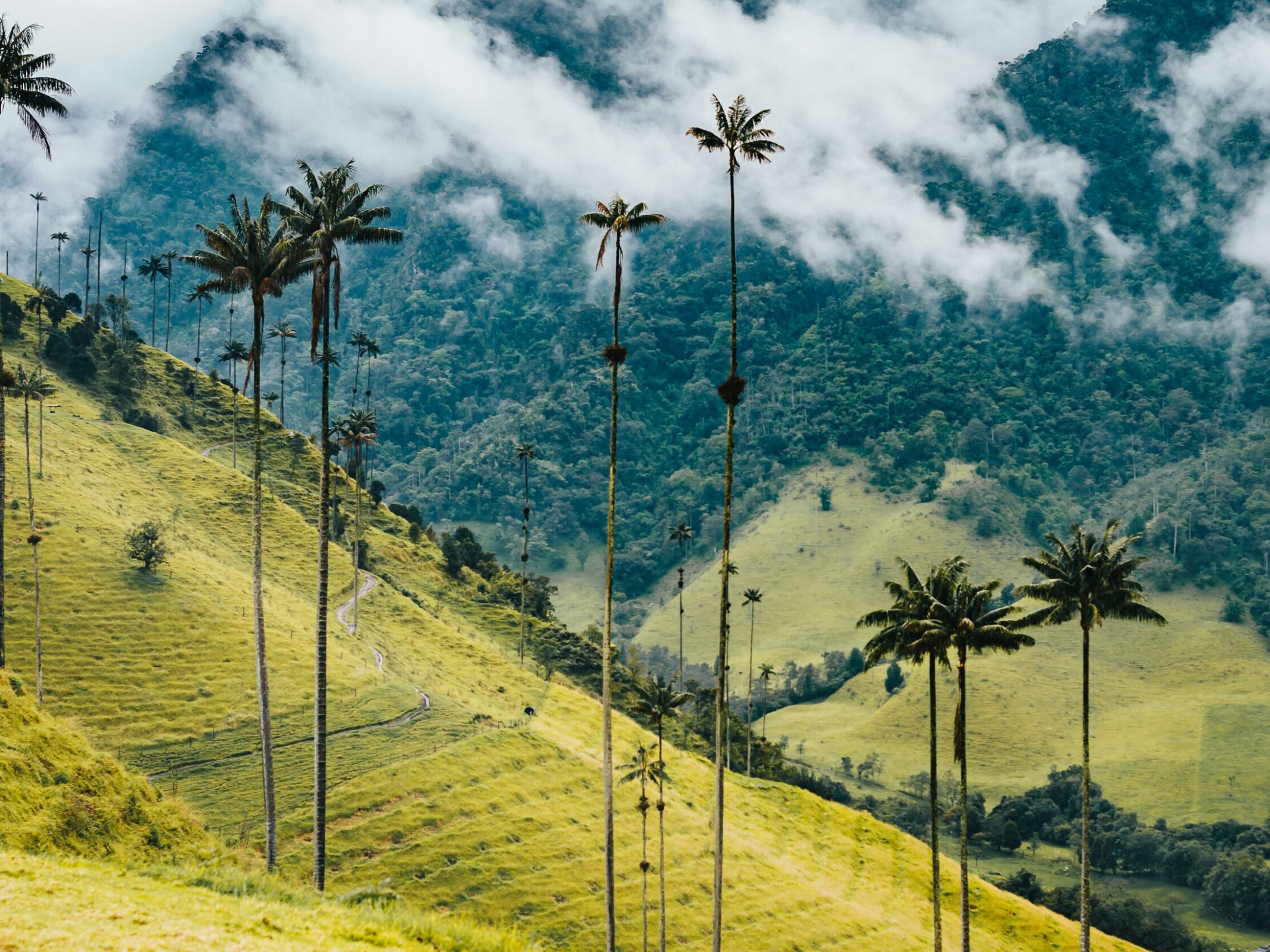 Picture of Cocora Valley
