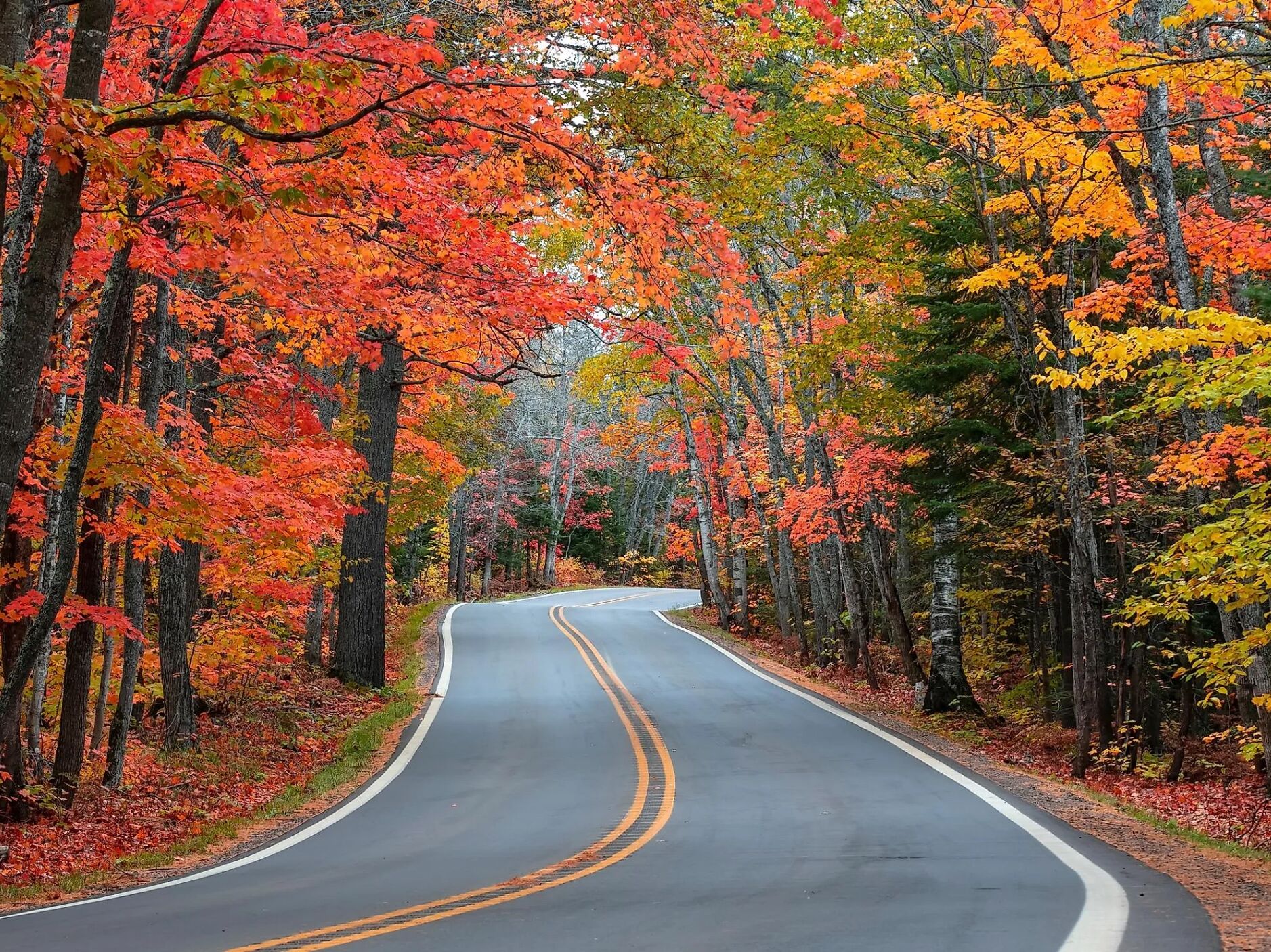 Picture of Tunnel of Trees