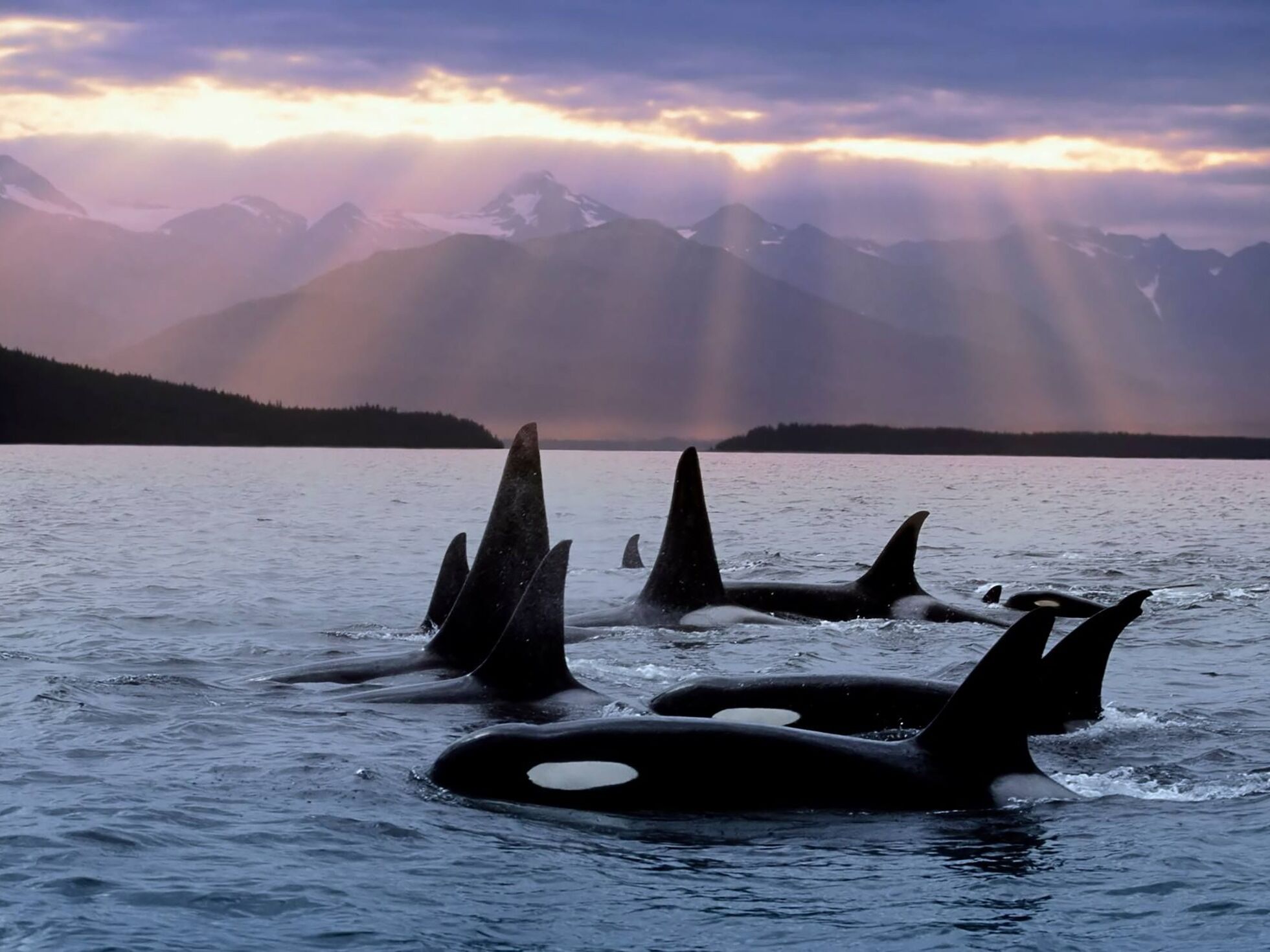 Picture of The San Juan Islands