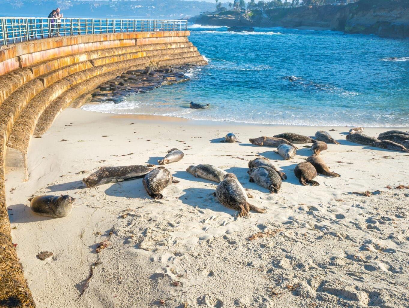 Picture of See the seals!
