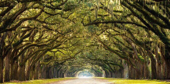Picture of Wormsloe State Historic Site