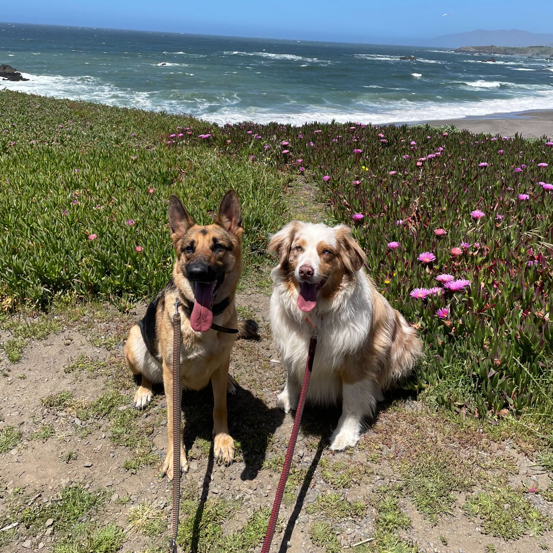 Picture of Meet Lucy & Moose, our BEST friends! 