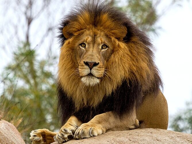 Picture of San Diego Zoo