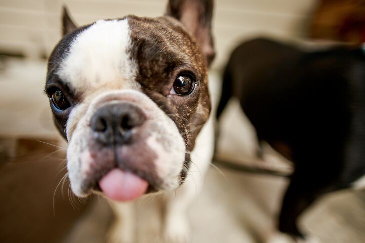 The Grooms's French Bulldogs Anxiously Await the Farmhouse Ceremony
