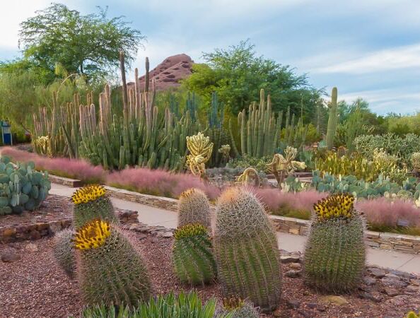 Picture of Desert Botanical Garden