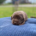 Paisley Peiffer