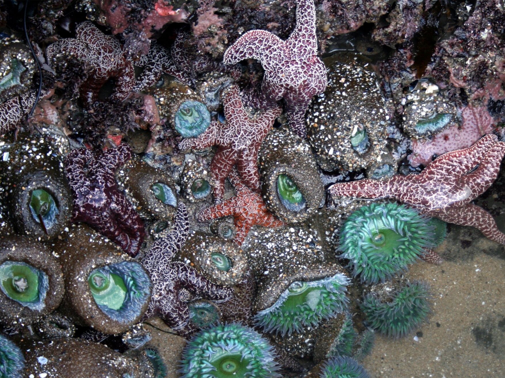 Picture of Tide Pools
