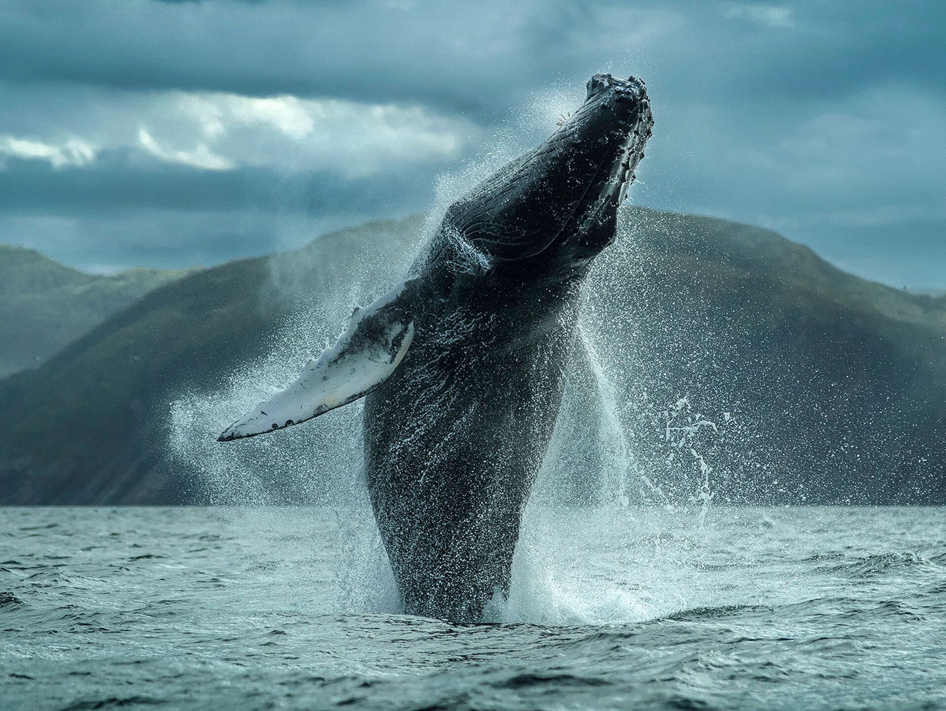 Picture of Whale Watching