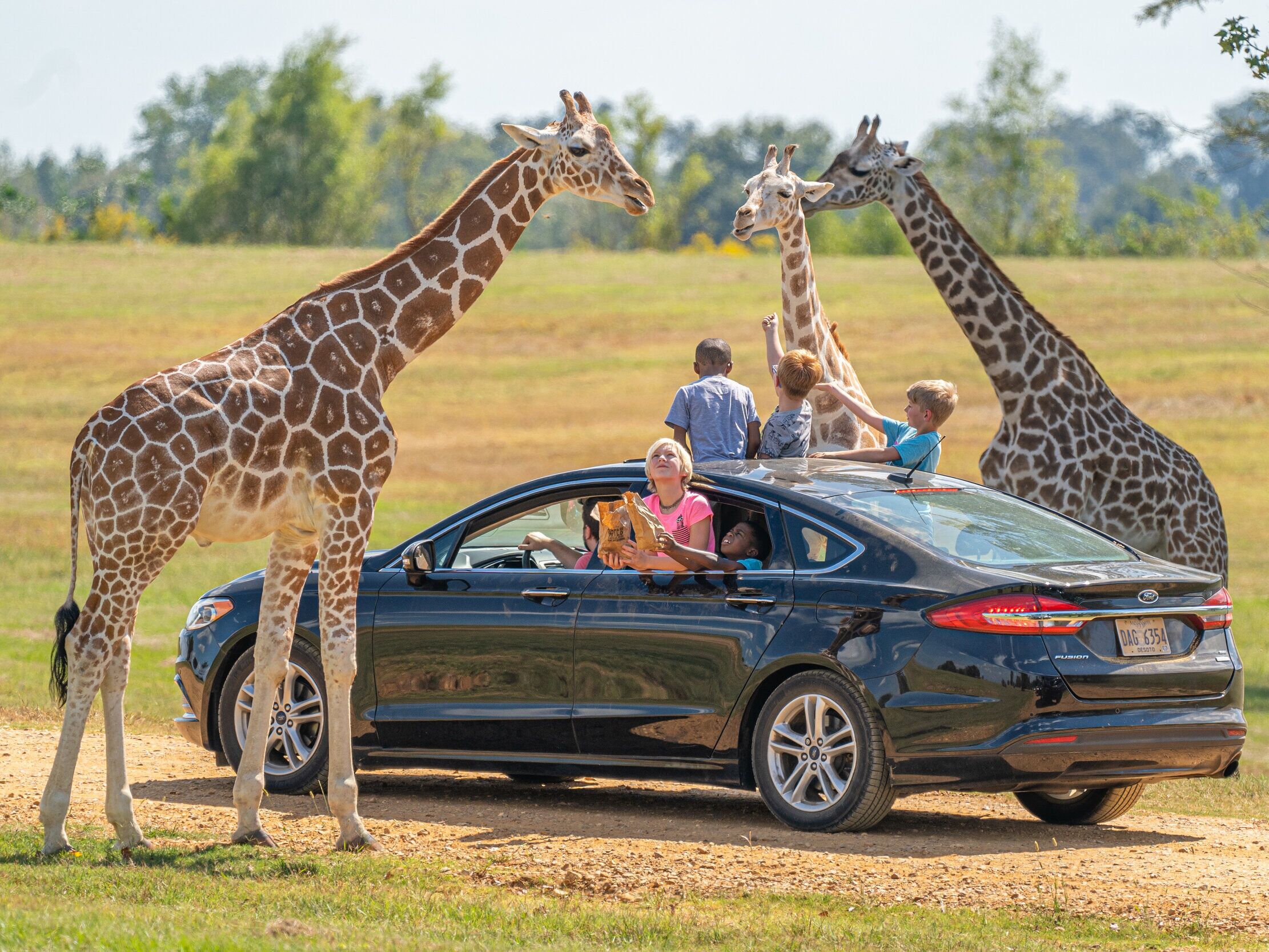 Picture of Safari Wild Animal Park