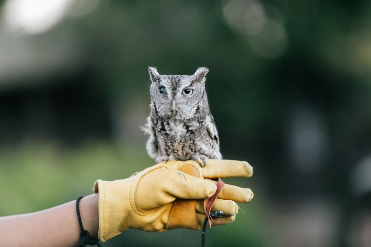 During the cocktail hour, one of the National Audubon Society's rescued birds, a petite eastern screech owl named Samuel Adams, visited the couple.
