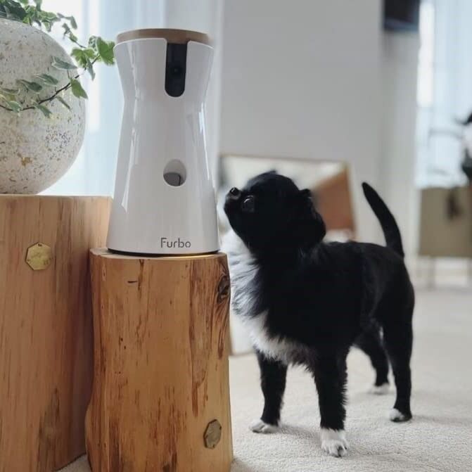 Pet camera gift idea for fathers. 