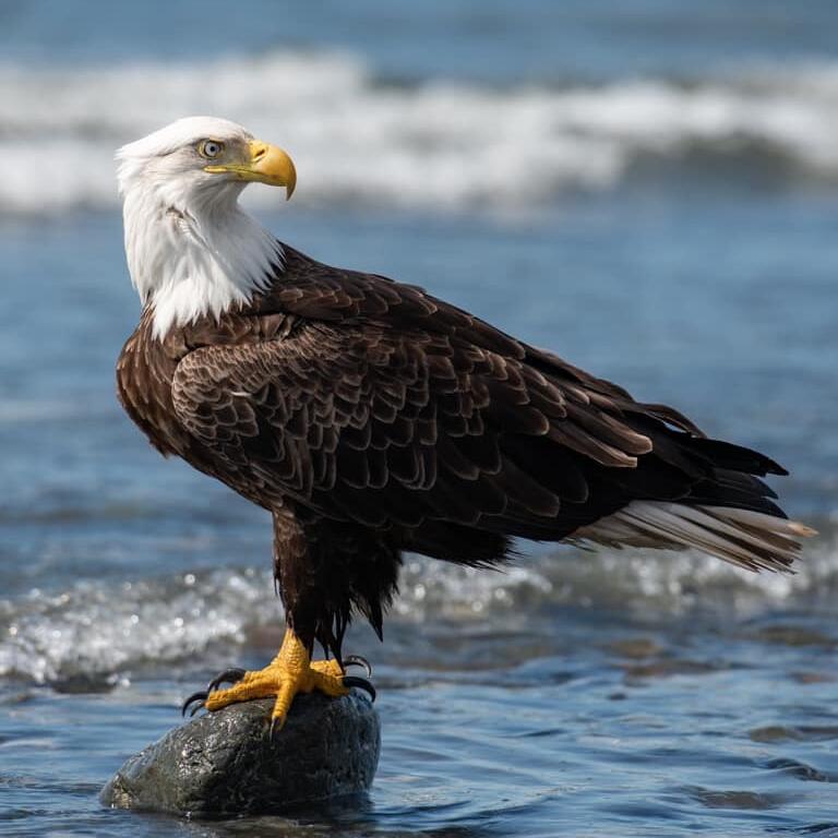Picture of Anchor Point, Alaska 