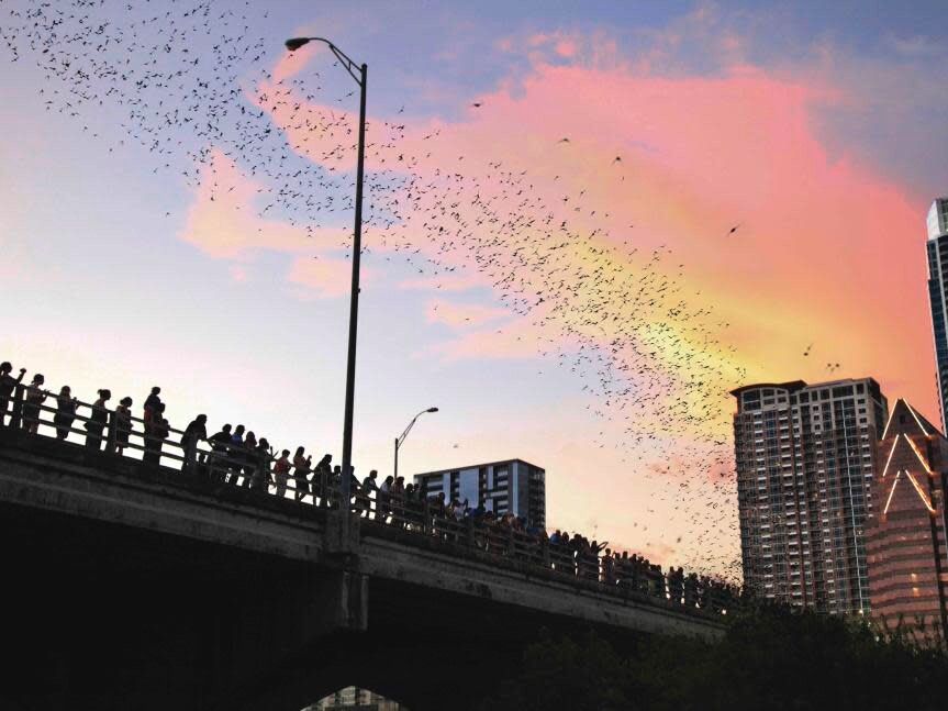Picture of Bat Watching