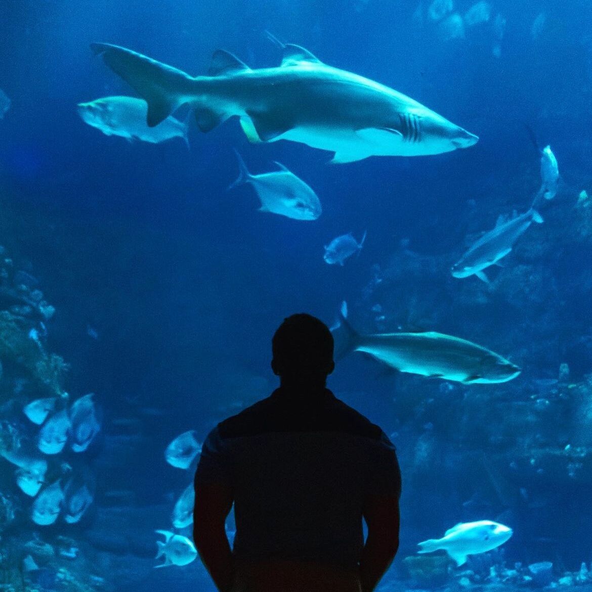Picture of North Carolina Aquarium at Fort Fisher