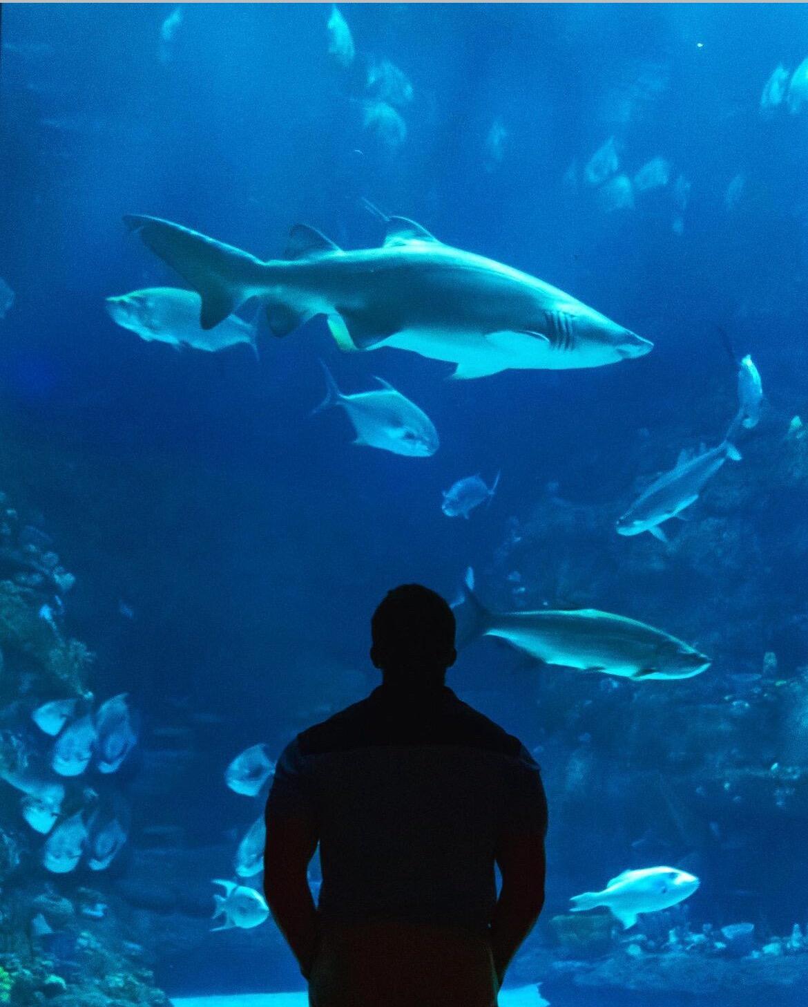 Picture of North Carolina Aquarium at Fort Fisher