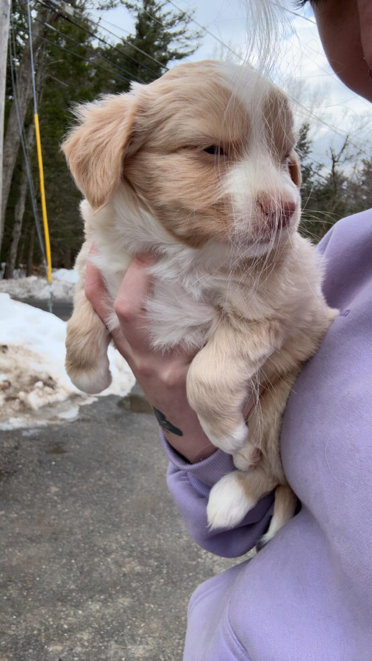 The Day we met Denali Our first fur baby!