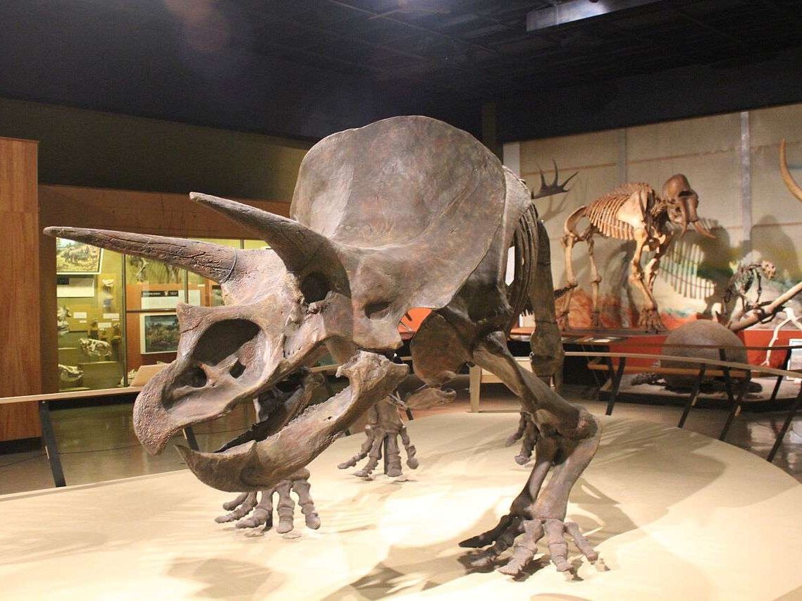 Picture of Cleveland Museum of Natural History