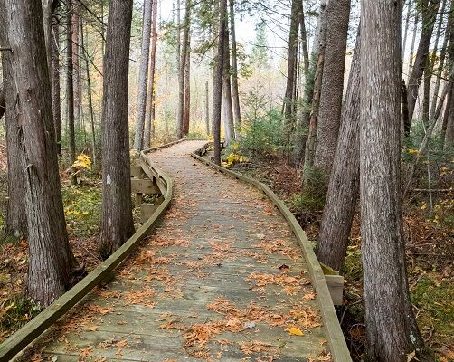 Picture of North Country Trail - Brule Bog Boardwalk