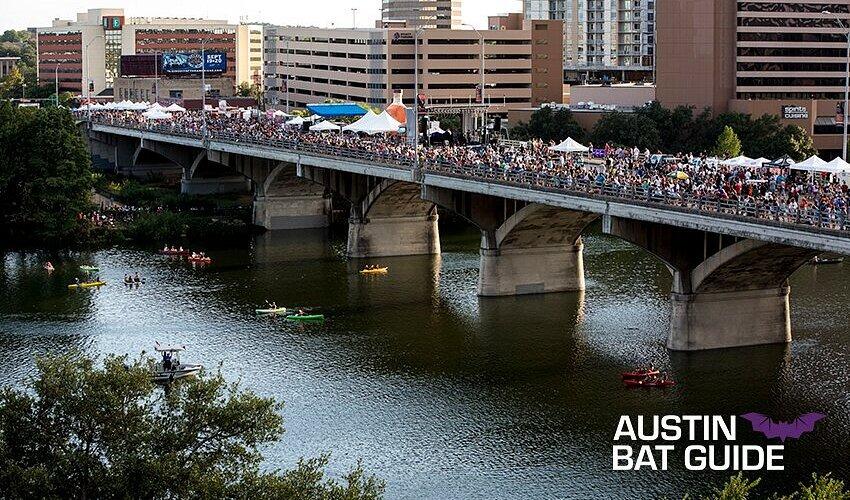 Picture of Austin Bat Tours