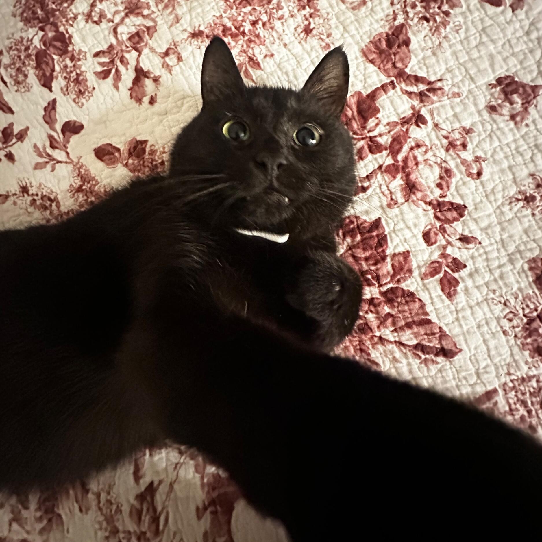 Solomon