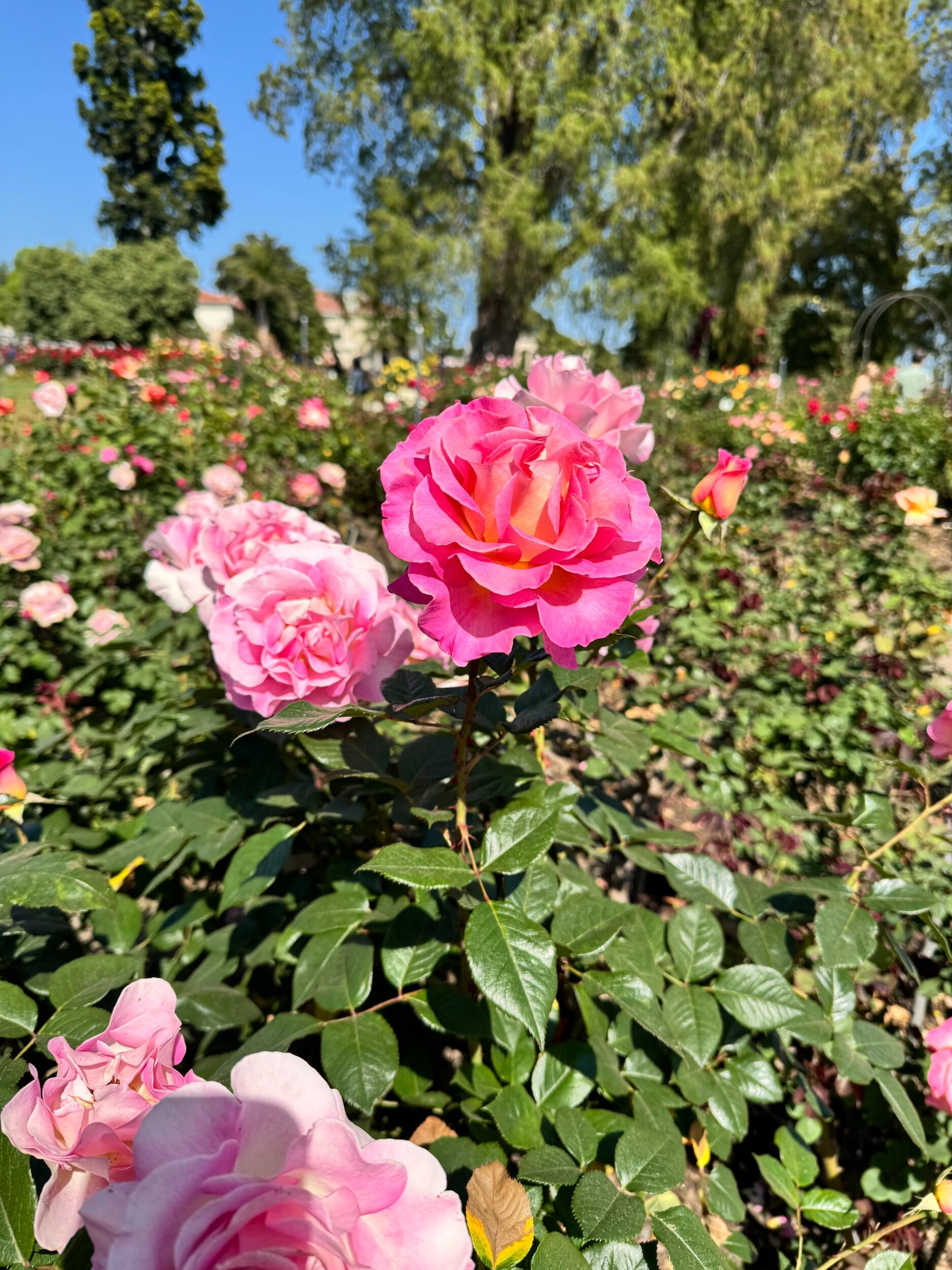 Picture of The Huntington Library, Art Museum, and Botanical Gardens