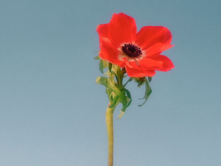 A stunning rosy-peach anemone flower