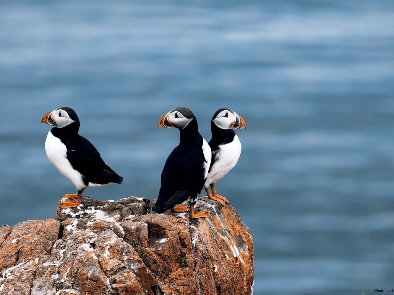 Picture of Boat Tours