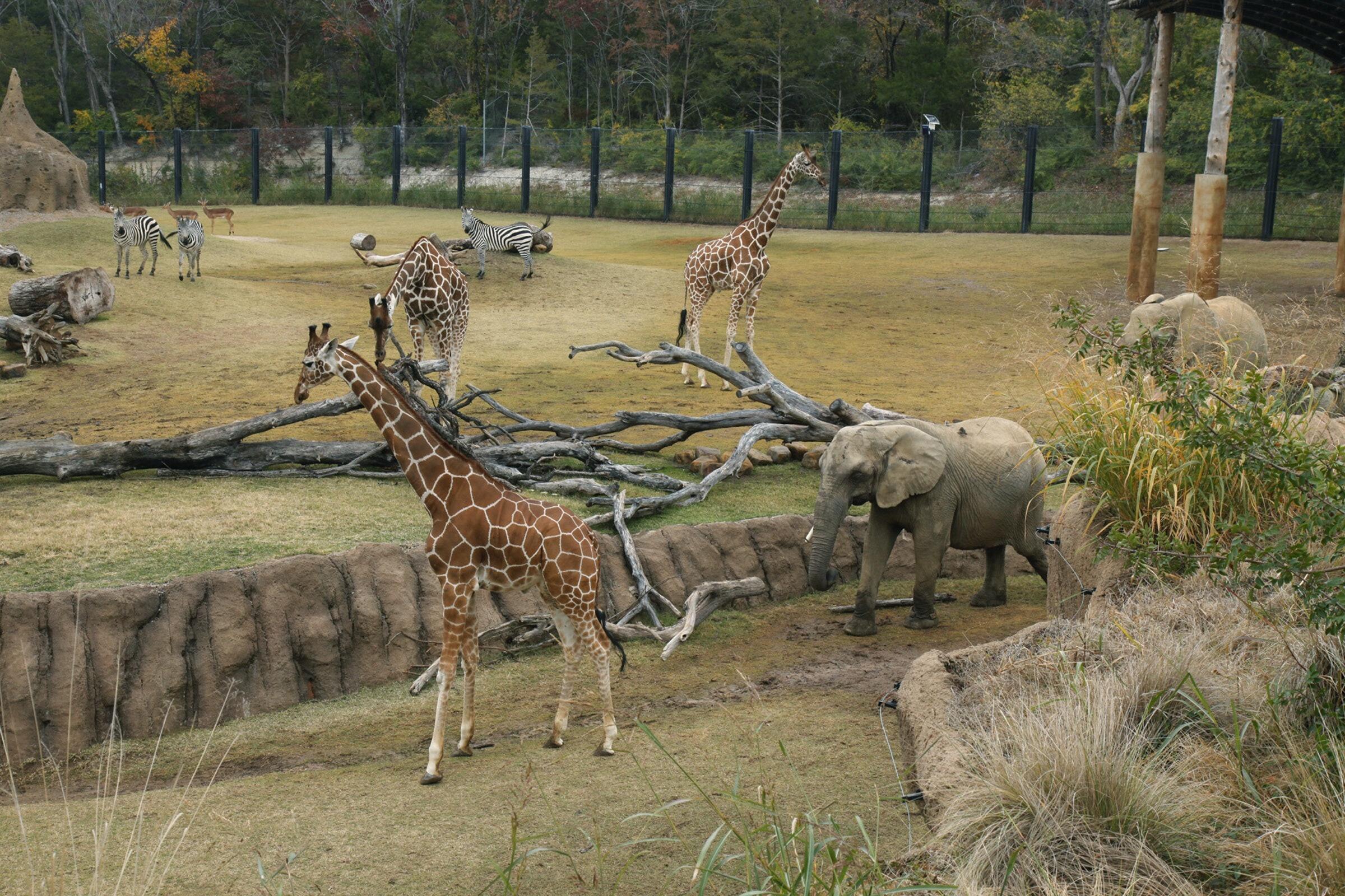Picture of Dallas Zoo