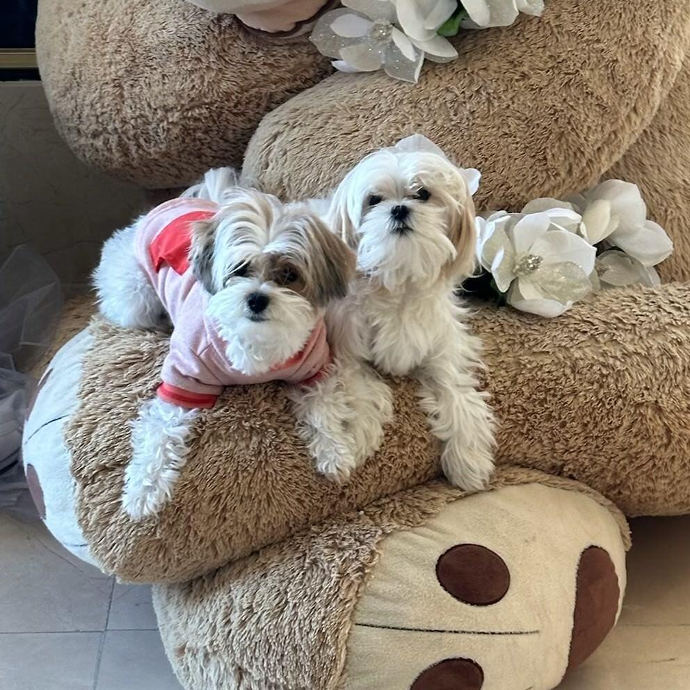 Picture of Mika and Hiro- Doggies of the Bride