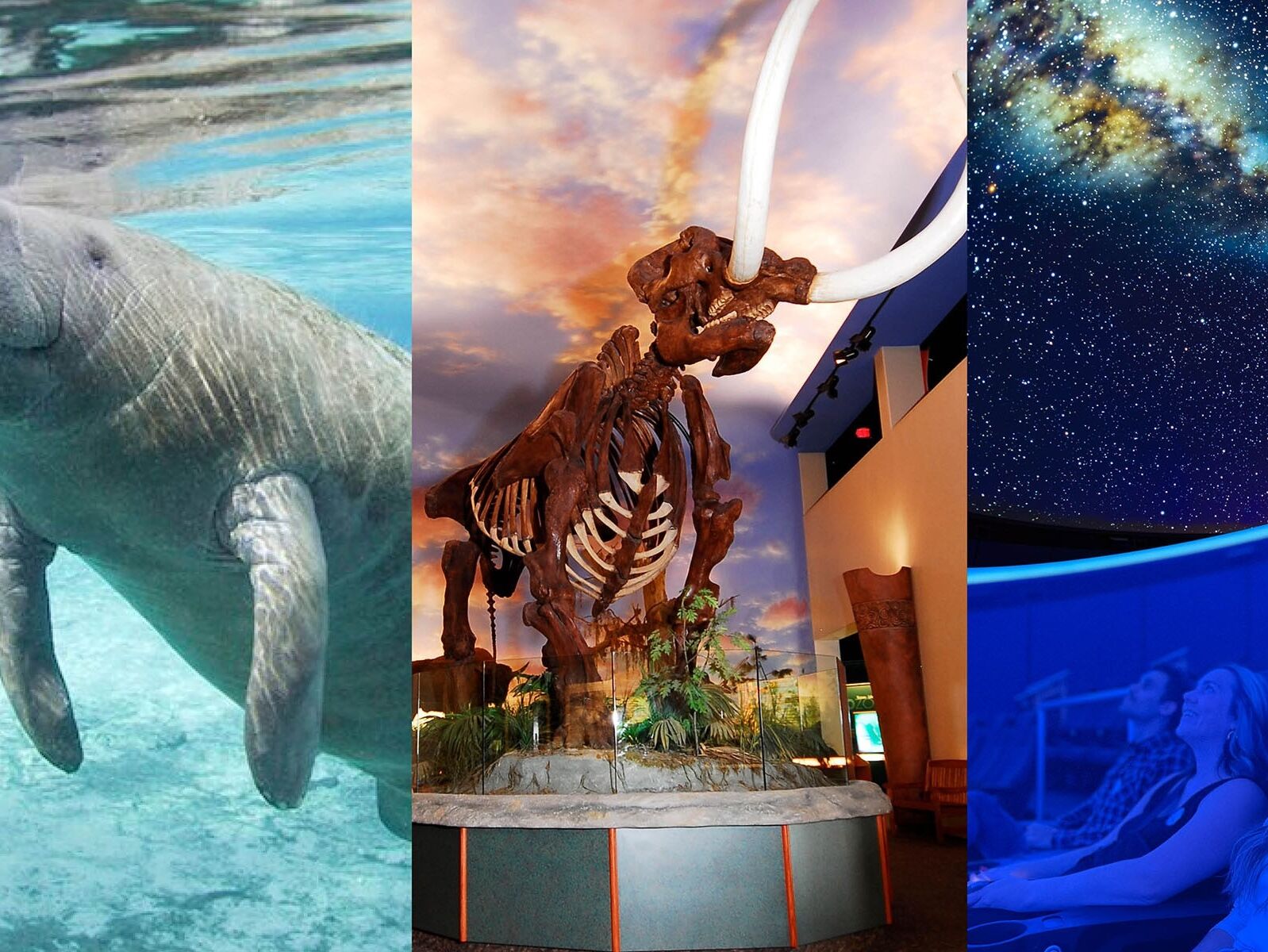 Picture of The Bishop Museum of Science and Nature