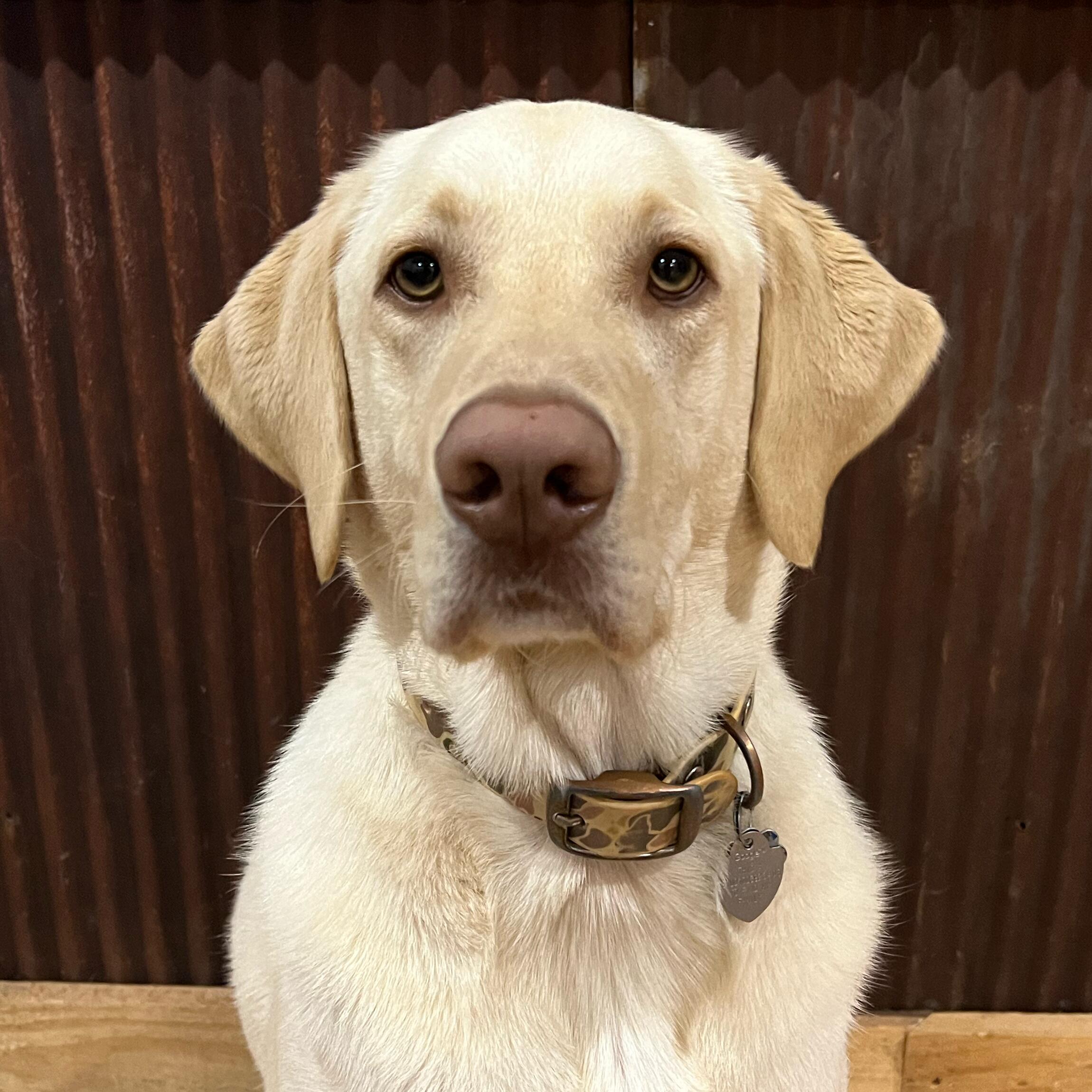 Waylon 