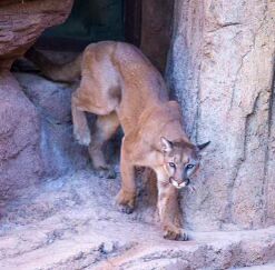Picture of Sonora Desert Museum