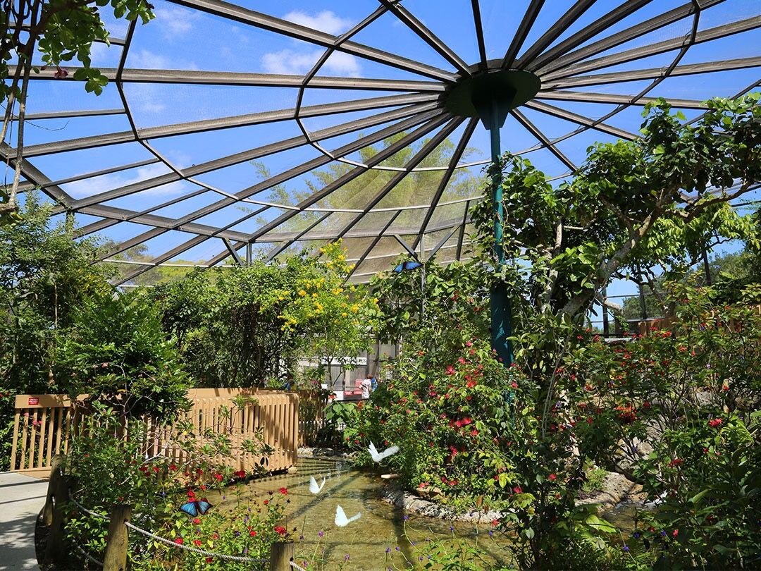 Picture of Butterfly World