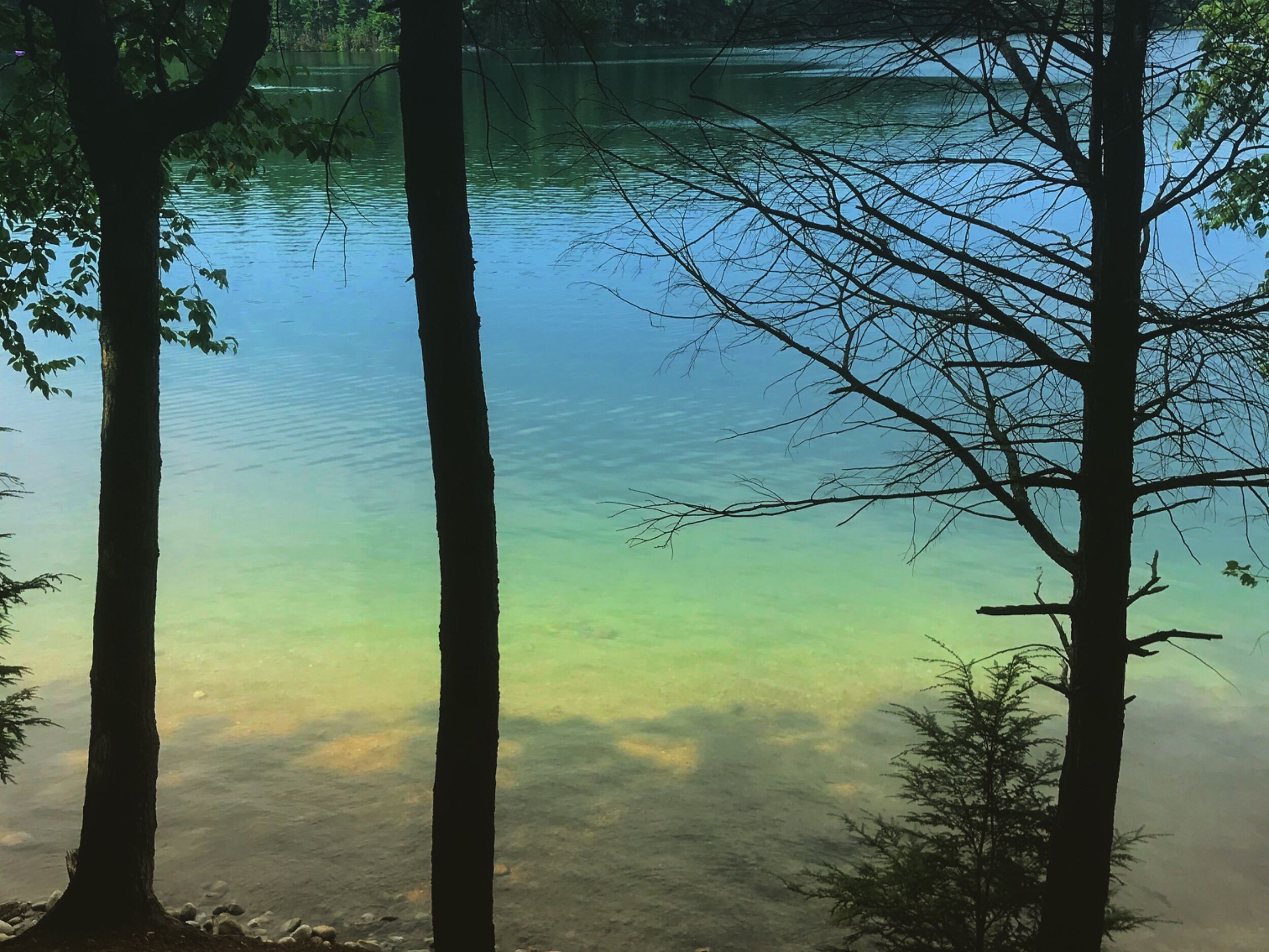 Picture of Walden Pond State Reservation
