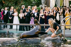 Sea Lion Performance With Trainer at Central Park Zoo Wedding in NYC