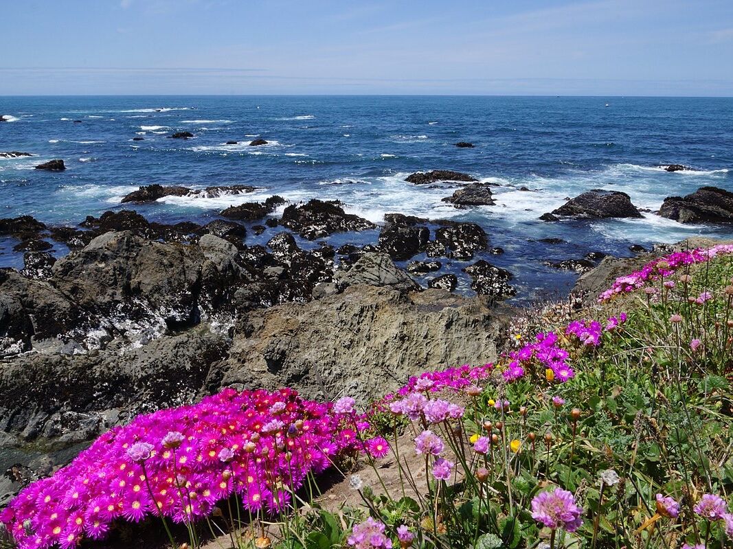 Picture of Mendocino Coast Botanical Gardens