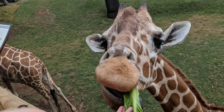 Picture of Fort Worth Zoo 