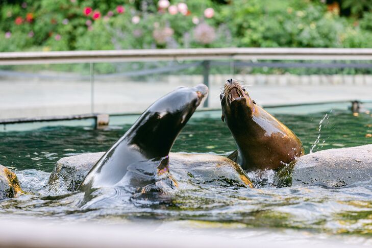 Sea Lions Performing at Wedding Cocktail Hour at the Central Park Zoo