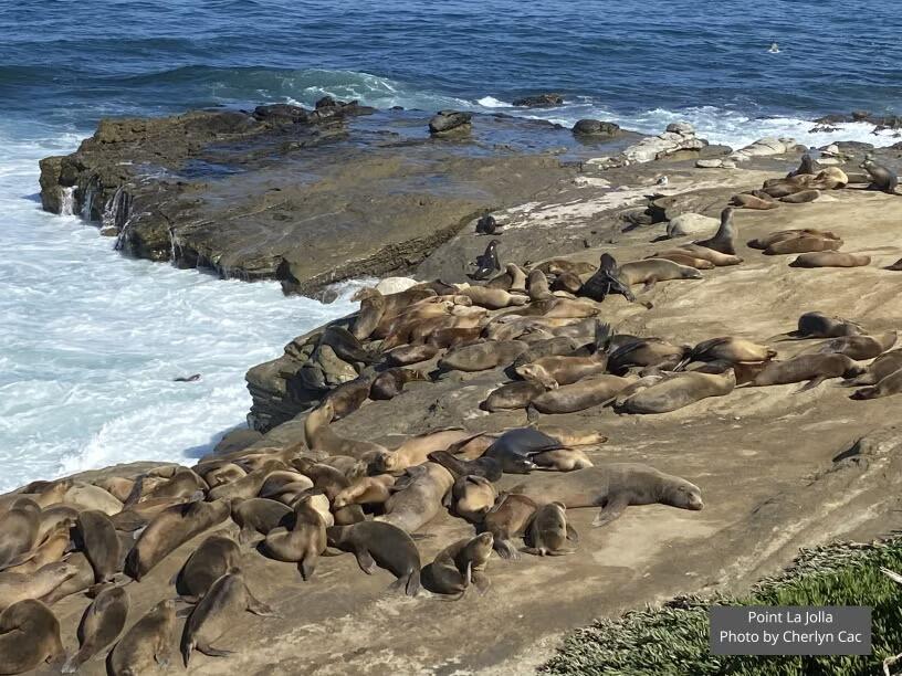 Picture of Point La Jolla Sea Lion Rookery