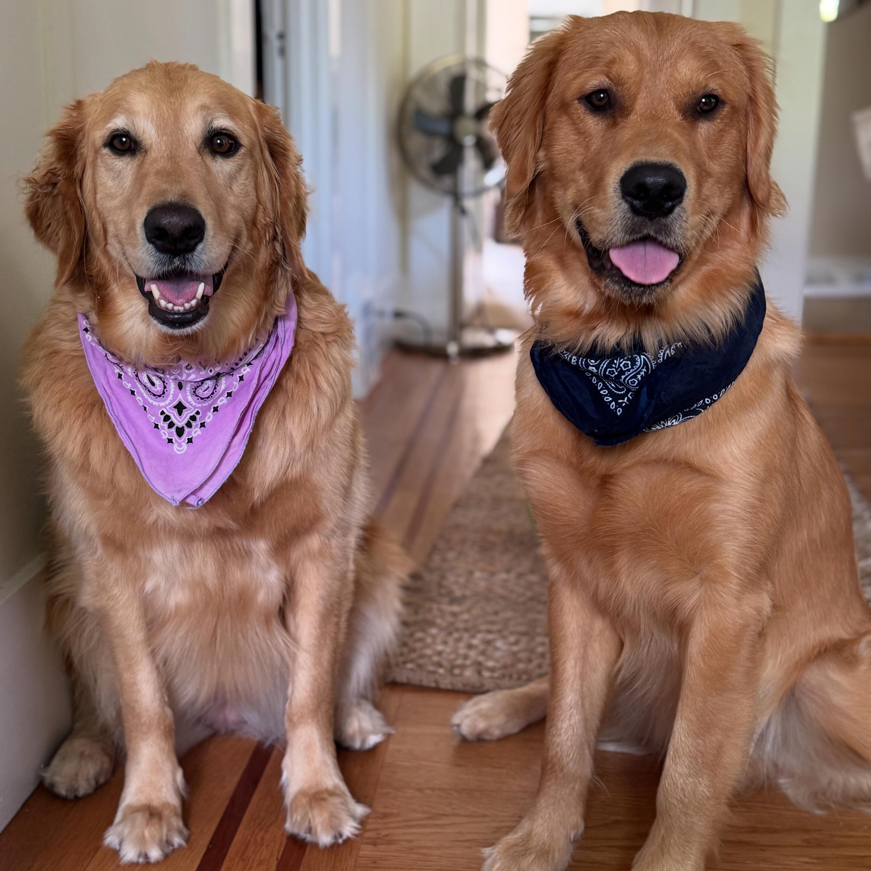 Rosie And Whisky