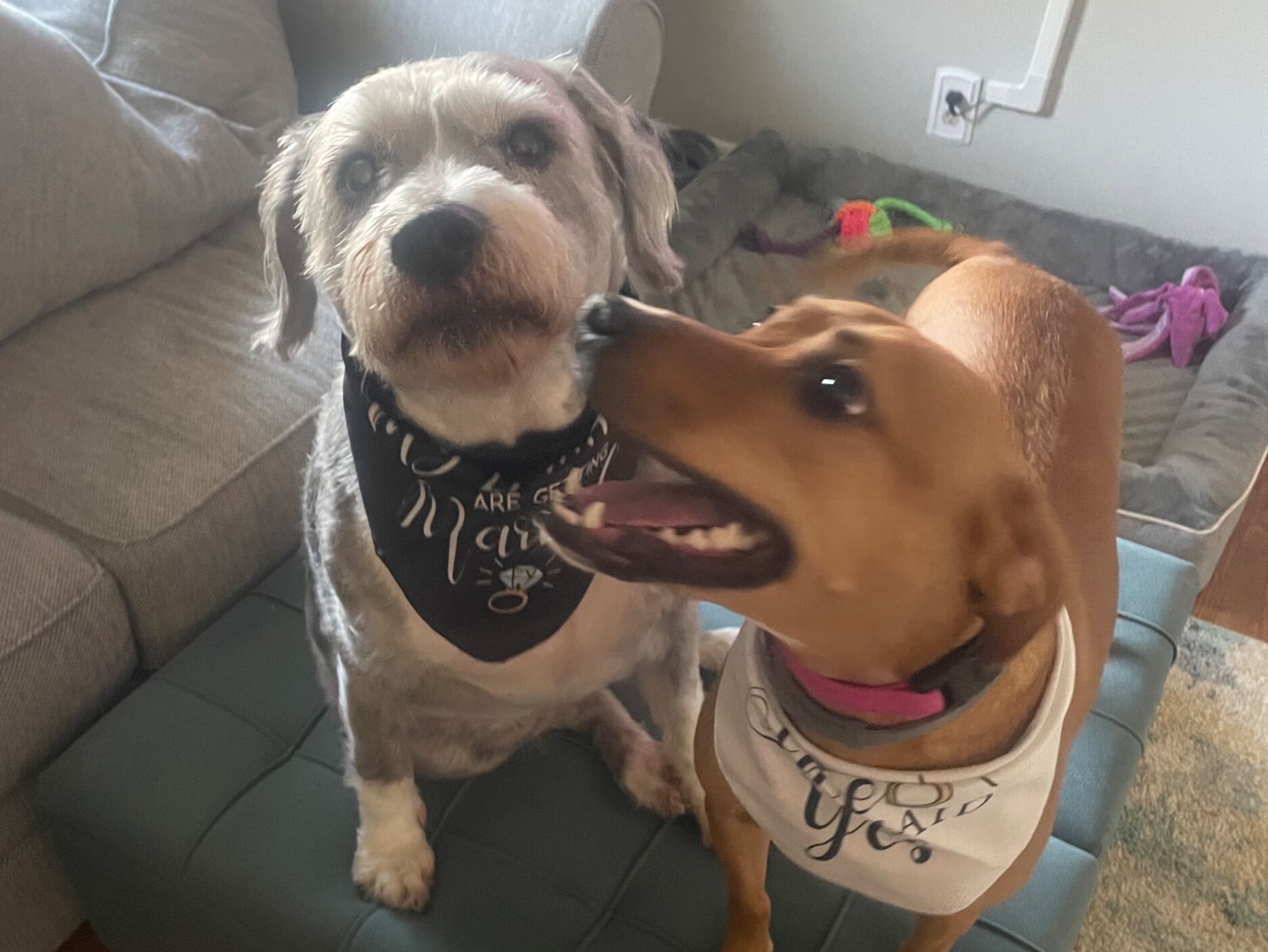 Picture of Our pups! 