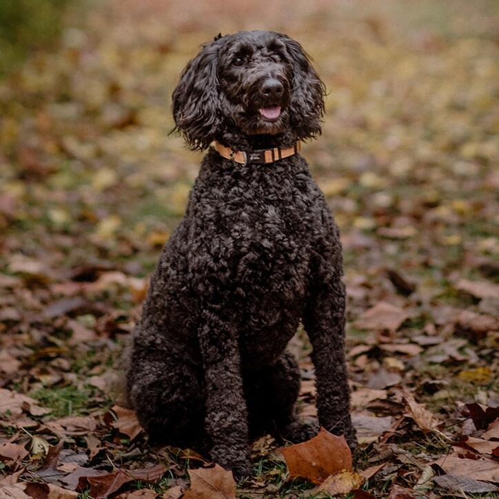 Milo