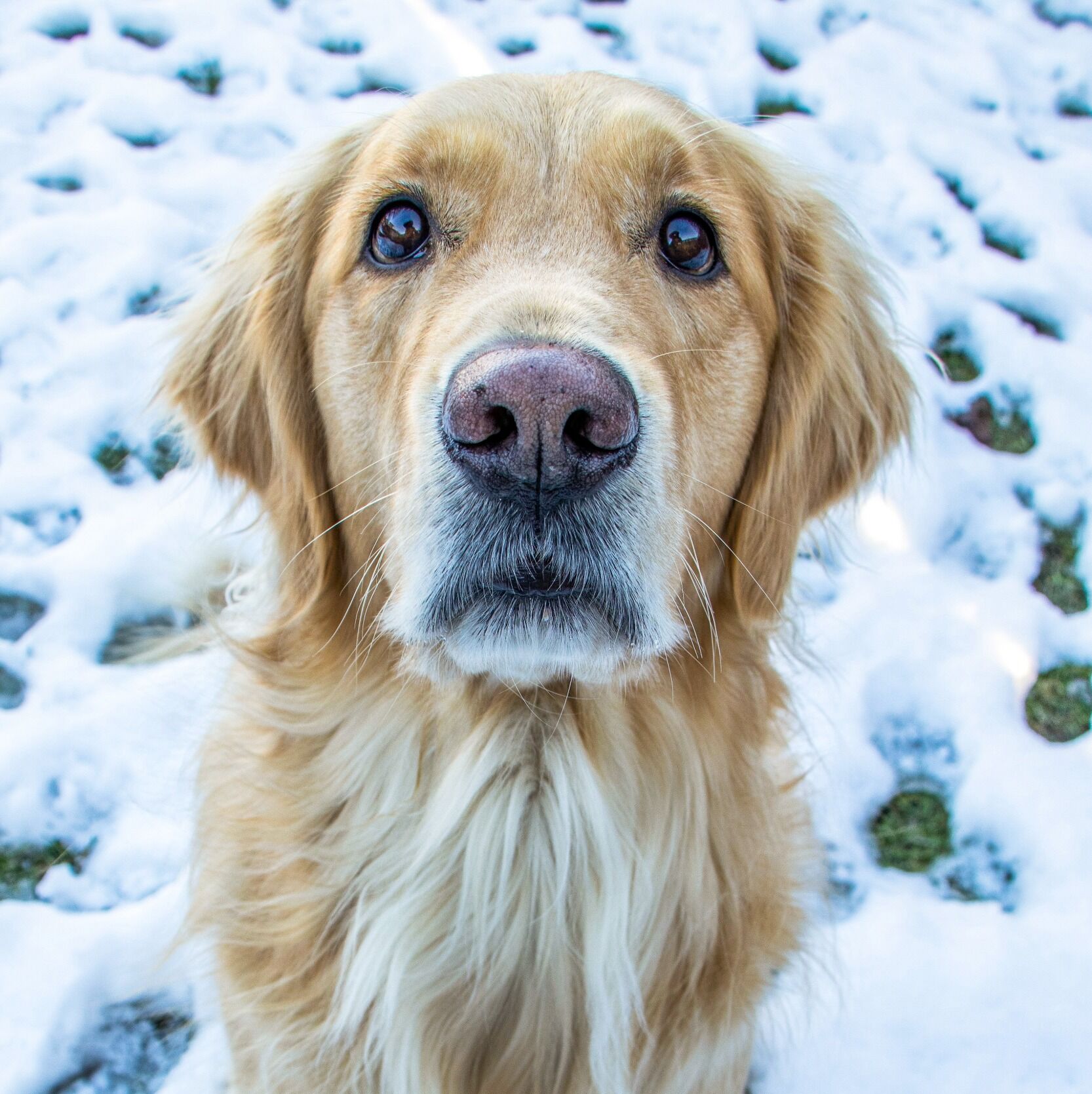 Picture of ARCHIE