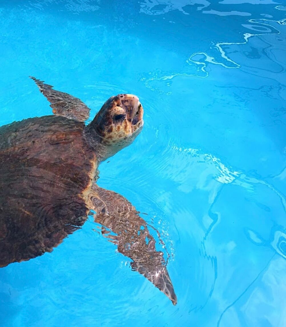 Picture of Loggerhead Marinelife Center