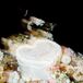 Double-Exposed Shot of Single-Tier, Heart-Shaped White Wedding Cake, Flowers