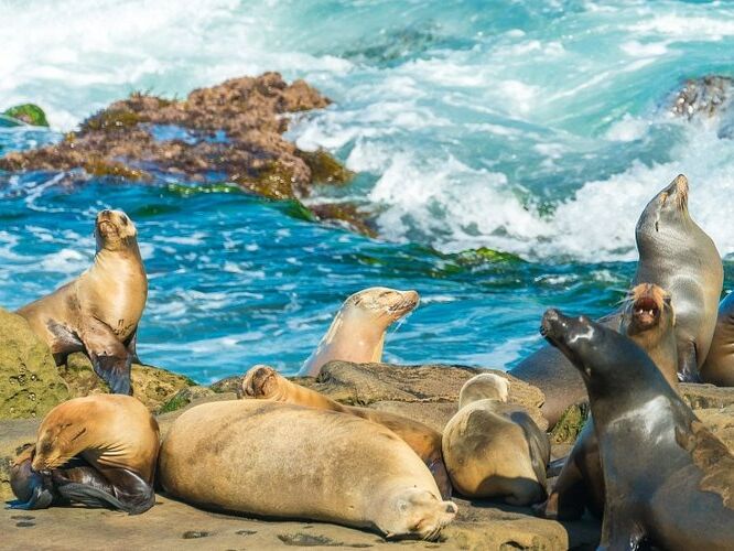 Picture of La Jolla Cove