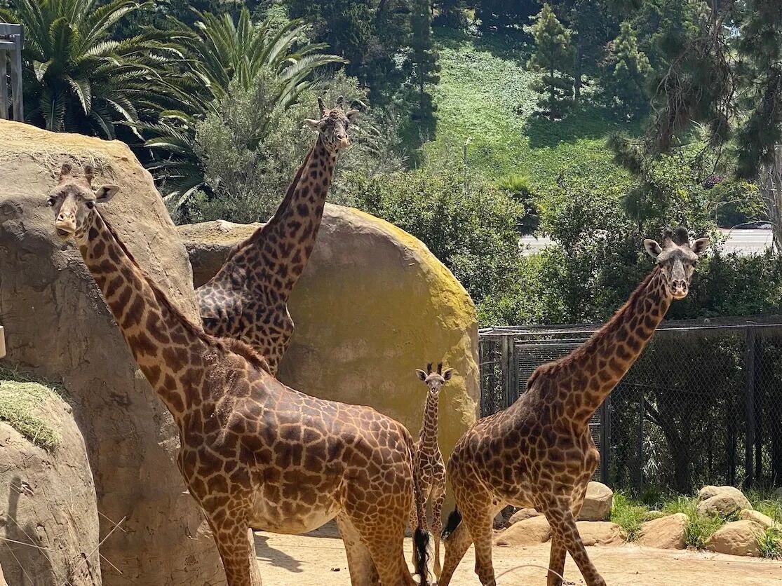 Picture of Santa Barbara Zoo