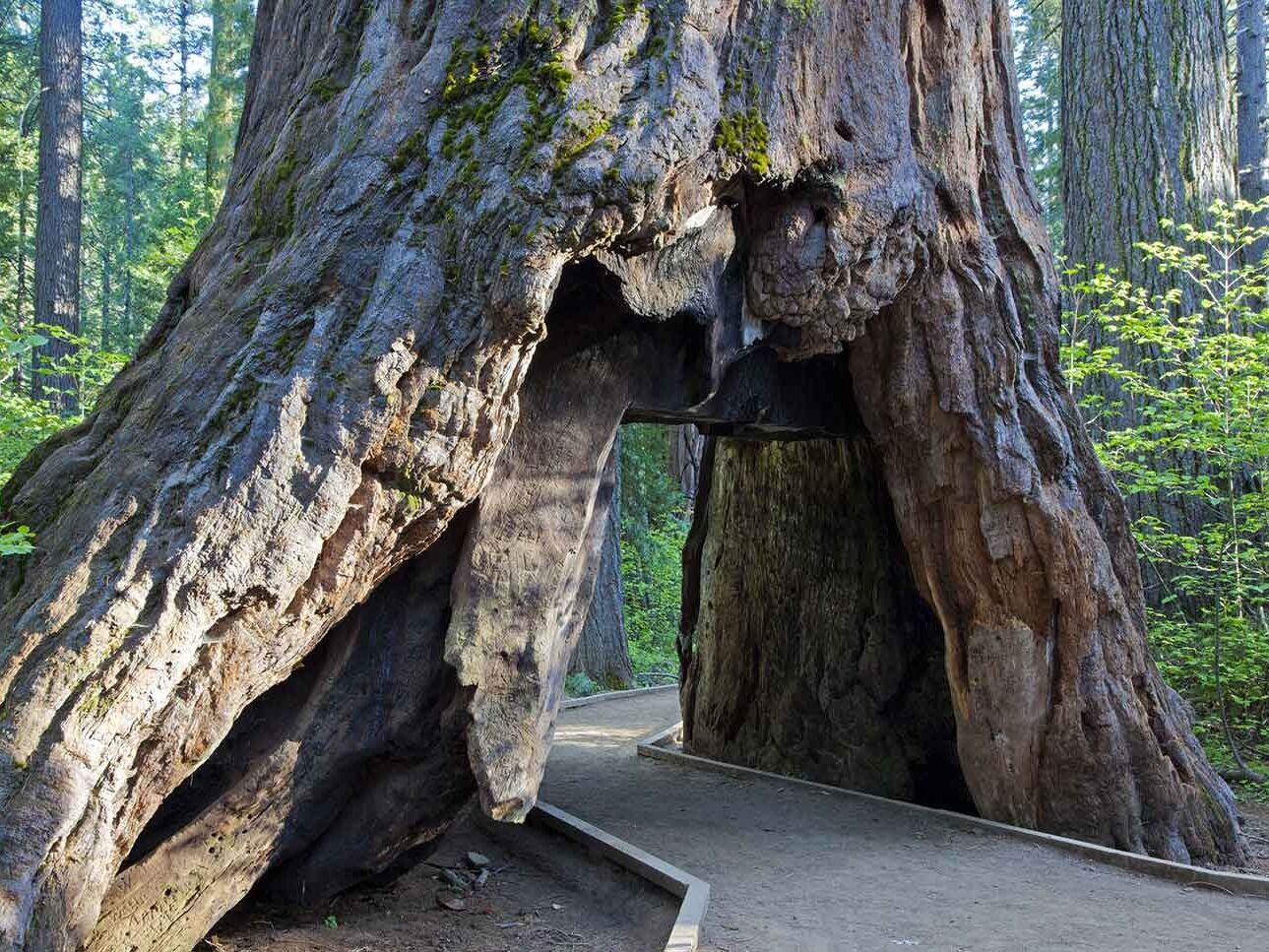 Picture of Calaveras Big Trees State Park