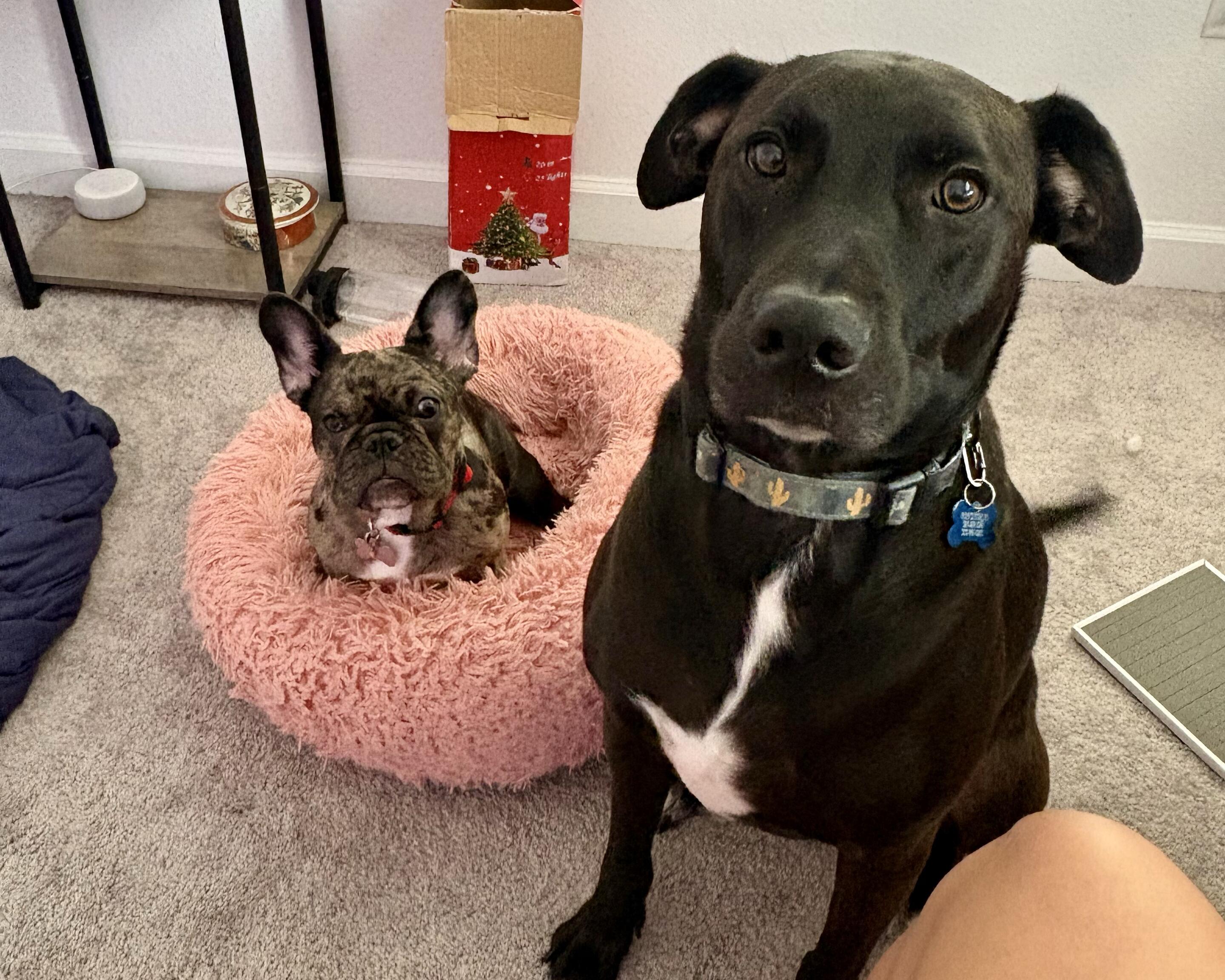 Picture of Meet our Pups: Loki & Ruby